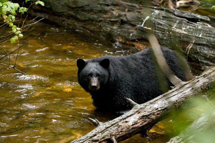 Taking in the wildlife, up close and personal.